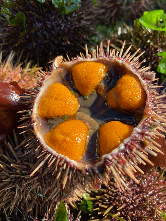 Fresh half shell Sea Urchin