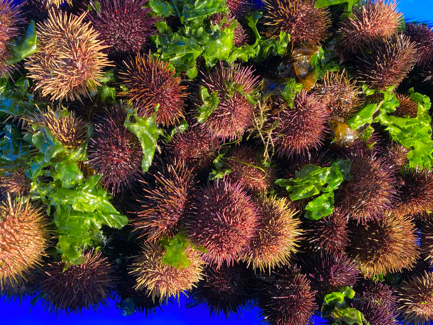 Fresh half shell Sea Urchin